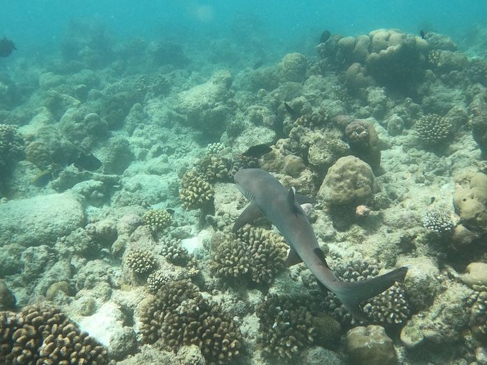 Il nostro Viaggio di Nozze Maldive / Dubai 3