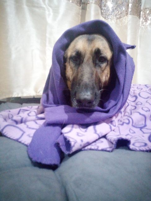 i pelosi a 4 zampe🐕 2