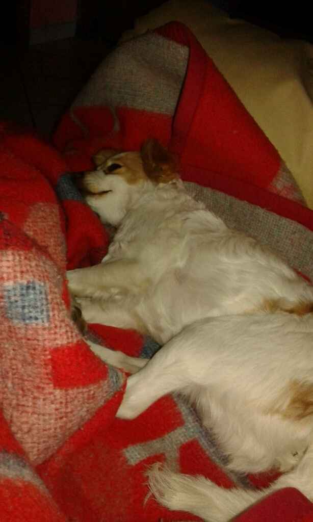 Too cute: i vostri amici animali - 1