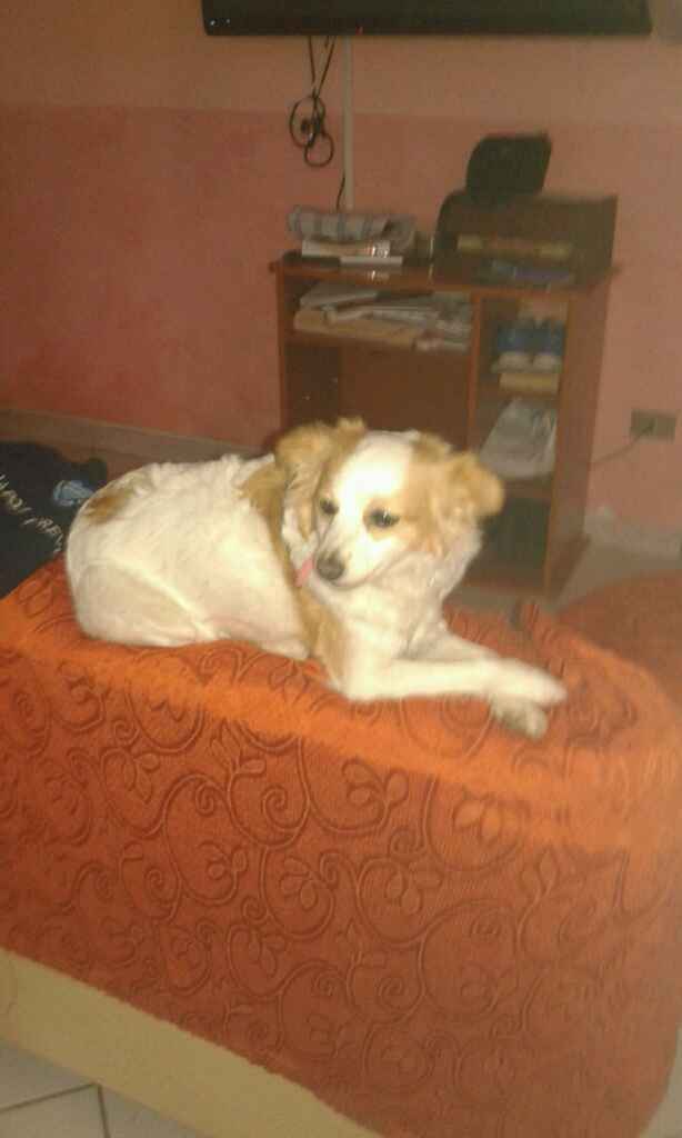 Too cute: i vostri amici animali - 2