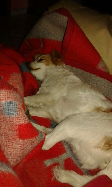 Too cute: i vostri amici animali - 1