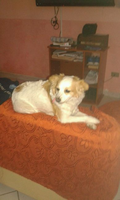 Too cute: i vostri amici animali - 2