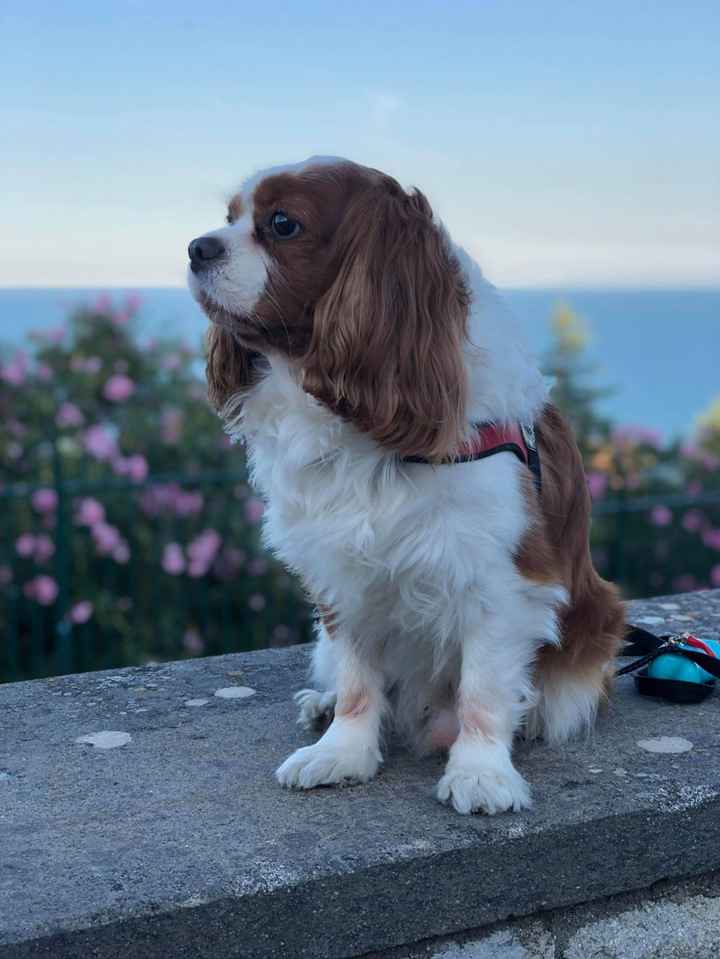 Help dog sitter! - 1