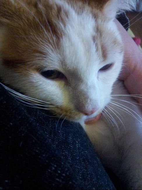 Le foto dei vostri animali - 1