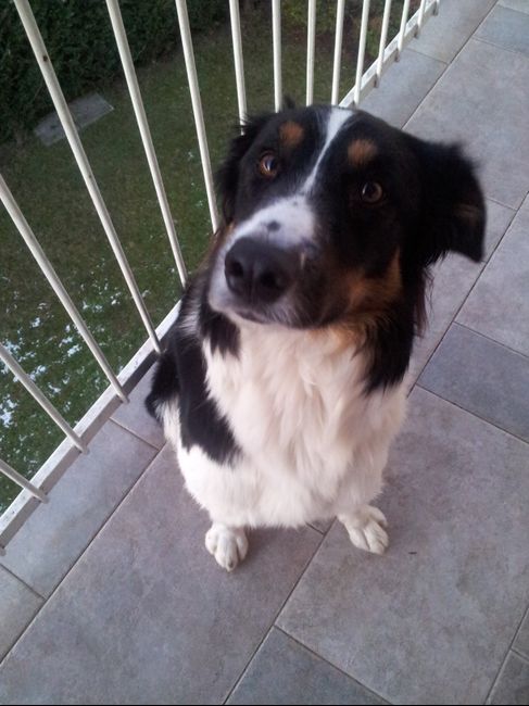 Le foto dei vostri animali - 3