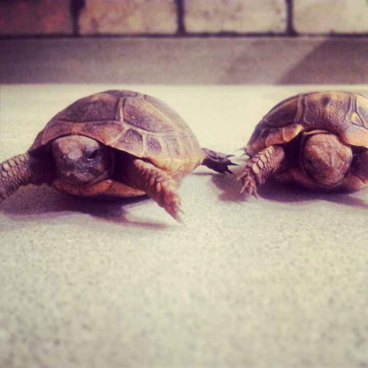 Le foto dei vostri animali - 4