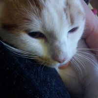 Le foto dei vostri animali - 1