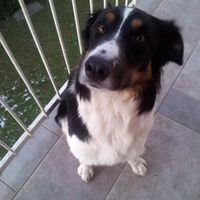 Le foto dei vostri animali - 3