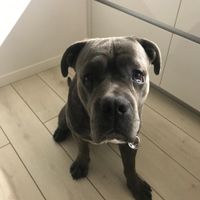 Lui è Ciruzzo il mio appiccicane xD