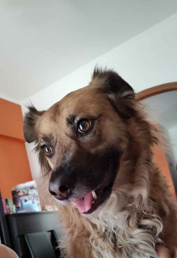 Piccolo giochino: postiamo i nostri baci con i nostri amici a 4 zampe - 1