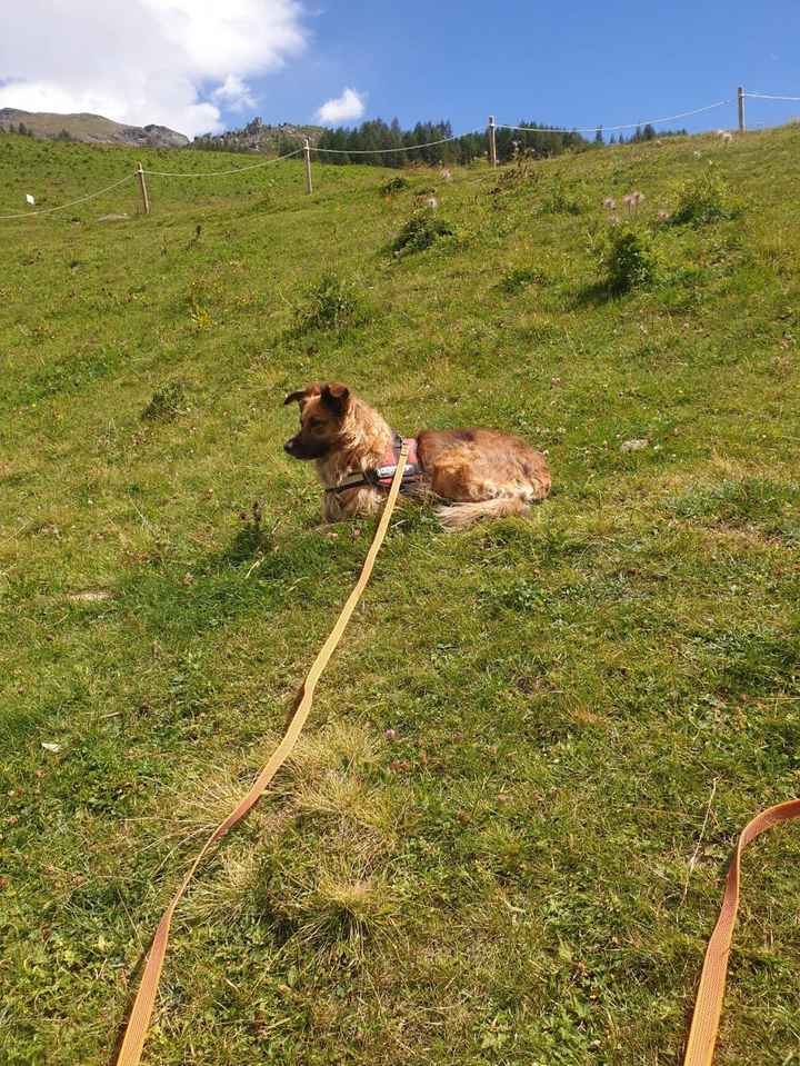 Ci presentate i vostri animali? 🐕 - 2