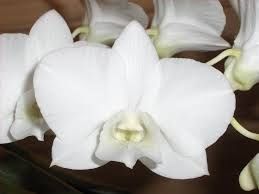 Phalaenopsis
