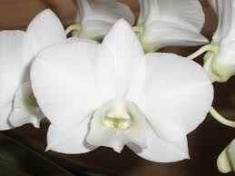 Phalaenopsis