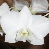 Phalaenopsis