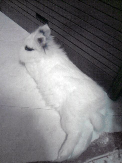 la mia cucciolottina