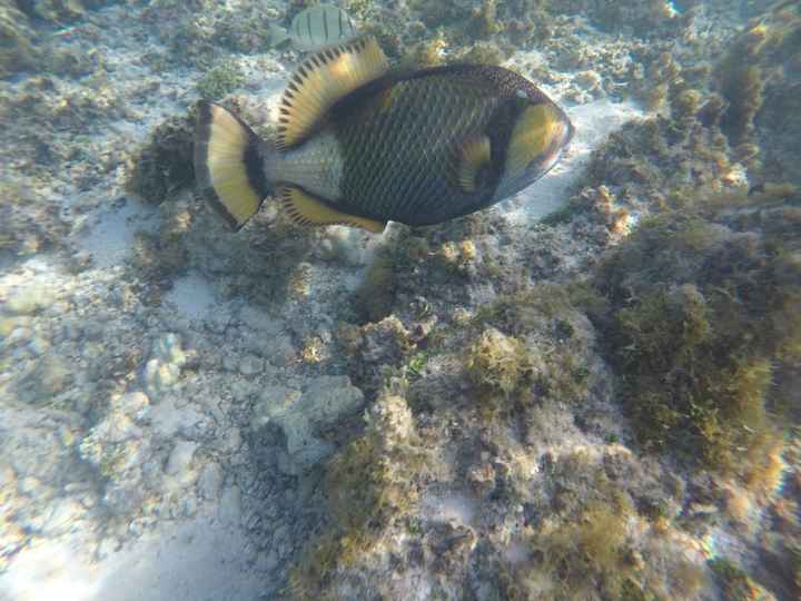 Polinesia qualcuno mi dia qualche dritta..!! - 3