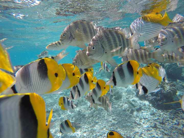 Polinesia qualcuno mi dia qualche dritta..!! - 1