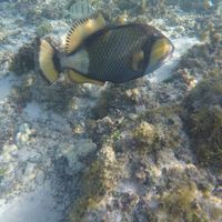 Polinesia qualcuno mi dia qualche dritta..!! - 3