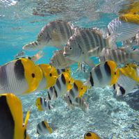 Polinesia qualcuno mi dia qualche dritta..!! - 1