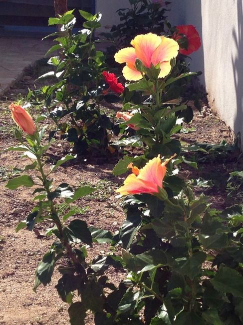 Bouquet di fiori ibisco... che ne dite? - 1