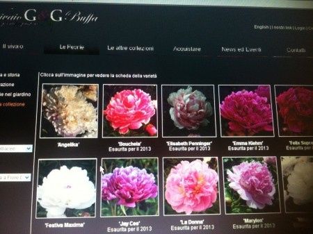 Felt in love with peonie...