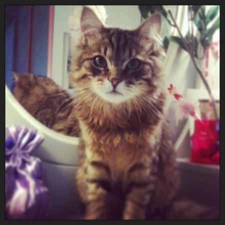 Le foto dei vostri animali - 1