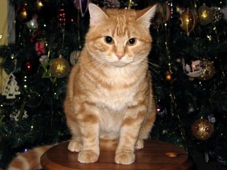 LA FOTO DEI VOSTRI ANIMALI