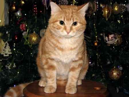 LA FOTO DEI VOSTRI ANIMALI