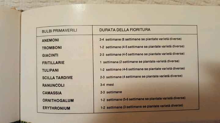 Bulbi: periodi di fioritura e i miei preferiti - 2