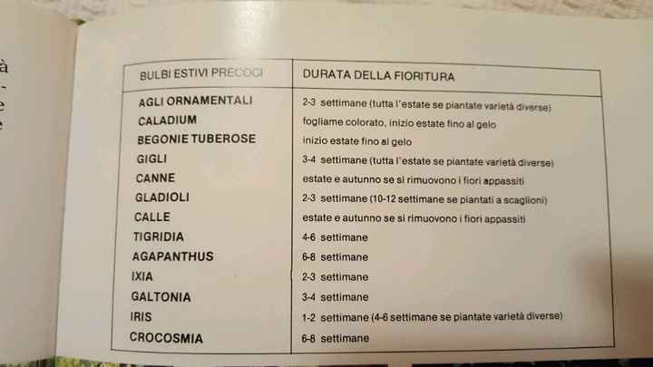 Bulbi: periodi di fioritura e i miei preferiti - 3