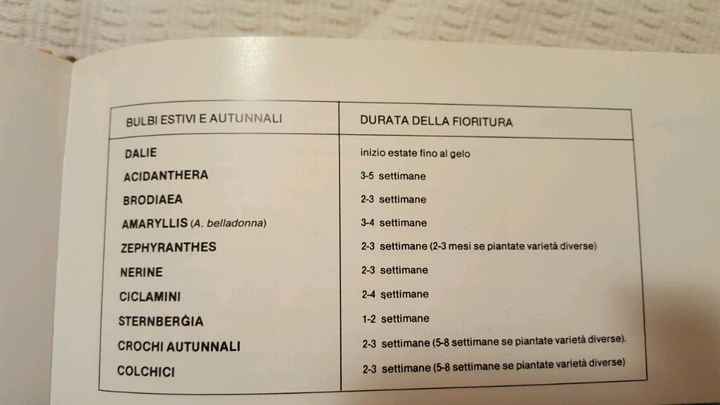 Bulbi: periodi di fioritura e i miei preferiti - 4