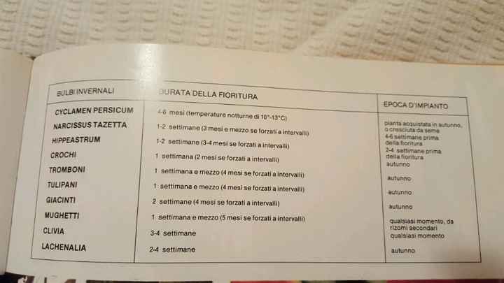 Bulbi: periodi di fioritura e i miei preferiti - 5