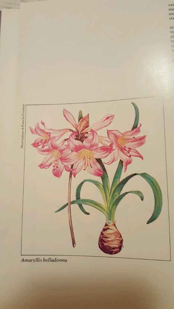 Bulbi: periodi di fioritura e i miei preferiti - 6