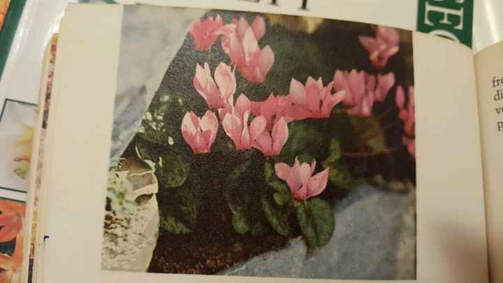 Bulbi: periodi di fioritura e i miei preferiti - 7