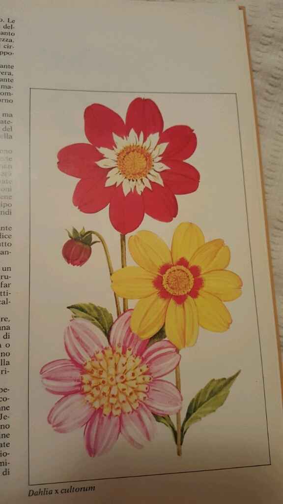 Bulbi: periodi di fioritura e i miei preferiti - 8