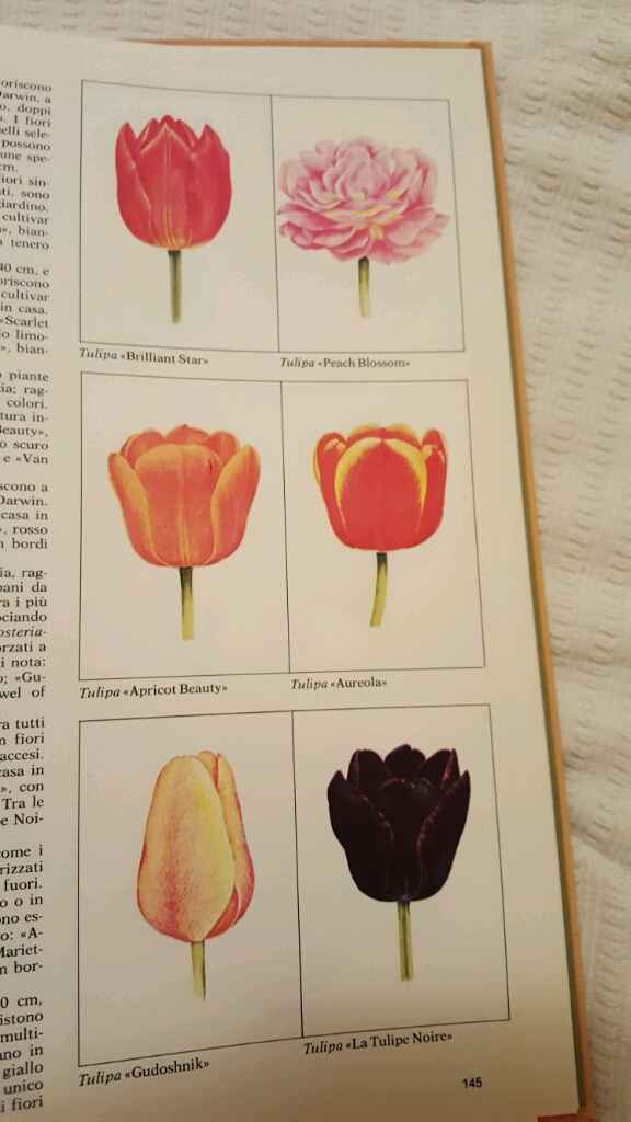 Bulbi: periodi di fioritura e i miei preferiti - 9