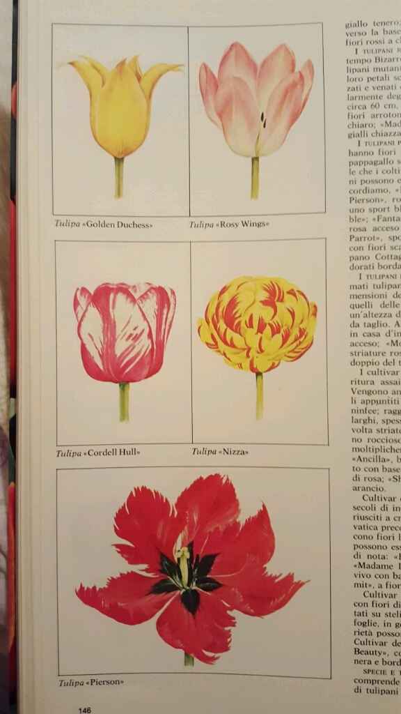 Bulbi: periodi di fioritura e i miei preferiti - 10