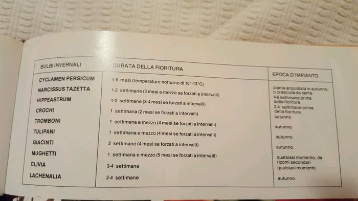 Bulbi: periodi di fioritura e i miei preferiti - 5