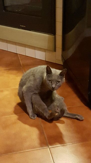 Vivere anche con un amico a quattro zampe... - 4