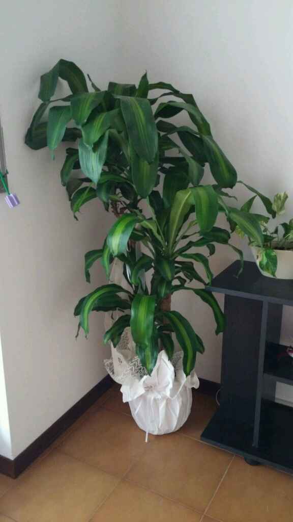 Potrei aprire un garden... - 5