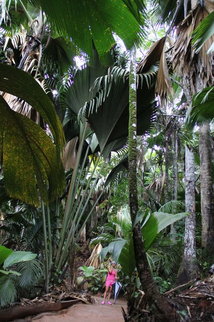 la foresta "pluviale"