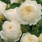 rosa4