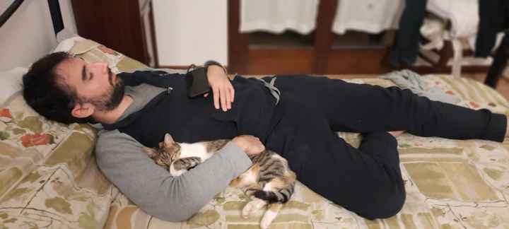 Pets - 1