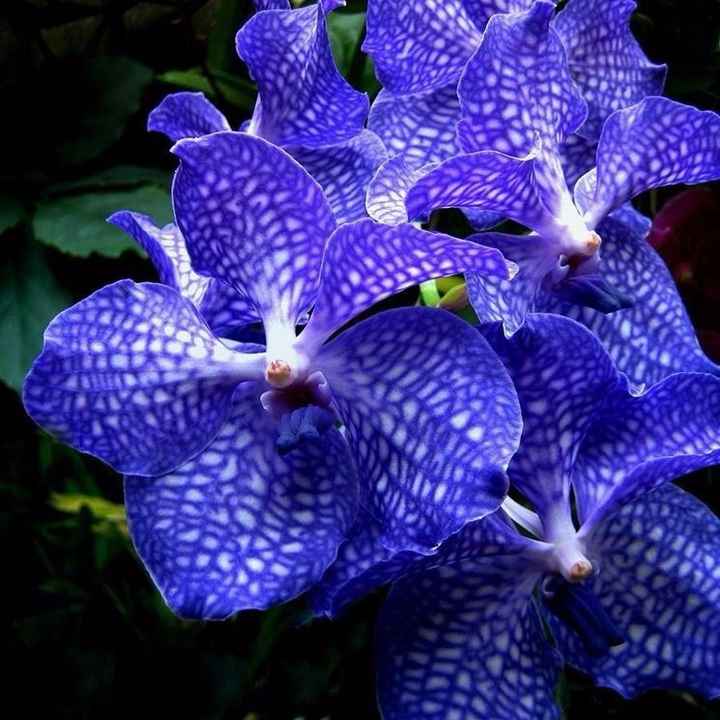 orchidea vanda blu