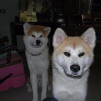 Kuma e Yuna