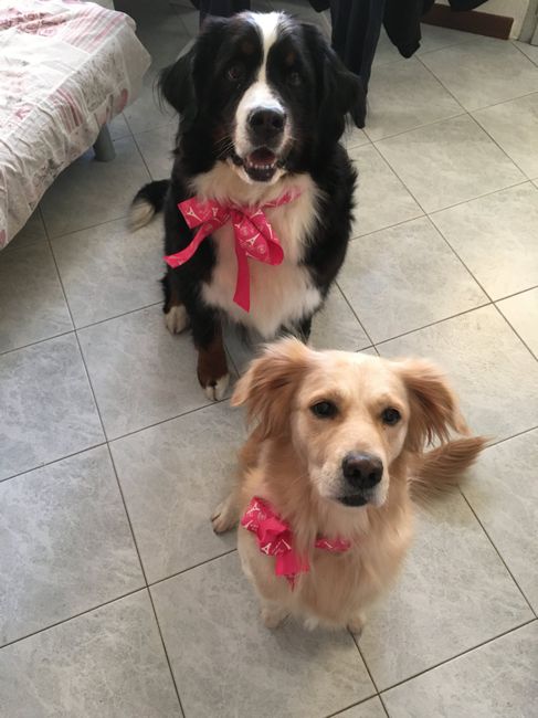 Convivenze un po’ .....pelose!🐶🐱🐹🐰 - 1