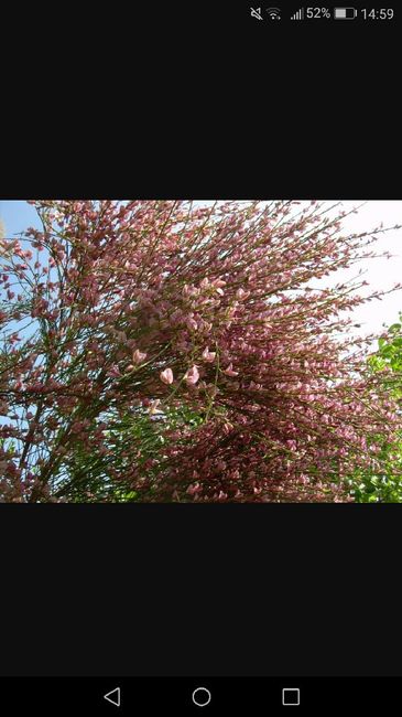  Di quali fiori si tratta? - 1