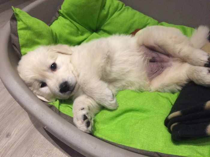 I nostri amici a 4 zampe - 3