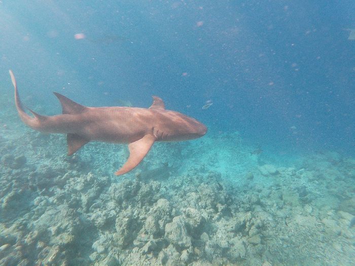 Dhiggiri Resort Maldive 3