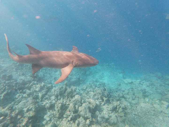 Dhiggiri Resort Maldive - 3